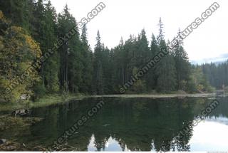 Photo Reference of Background Forest